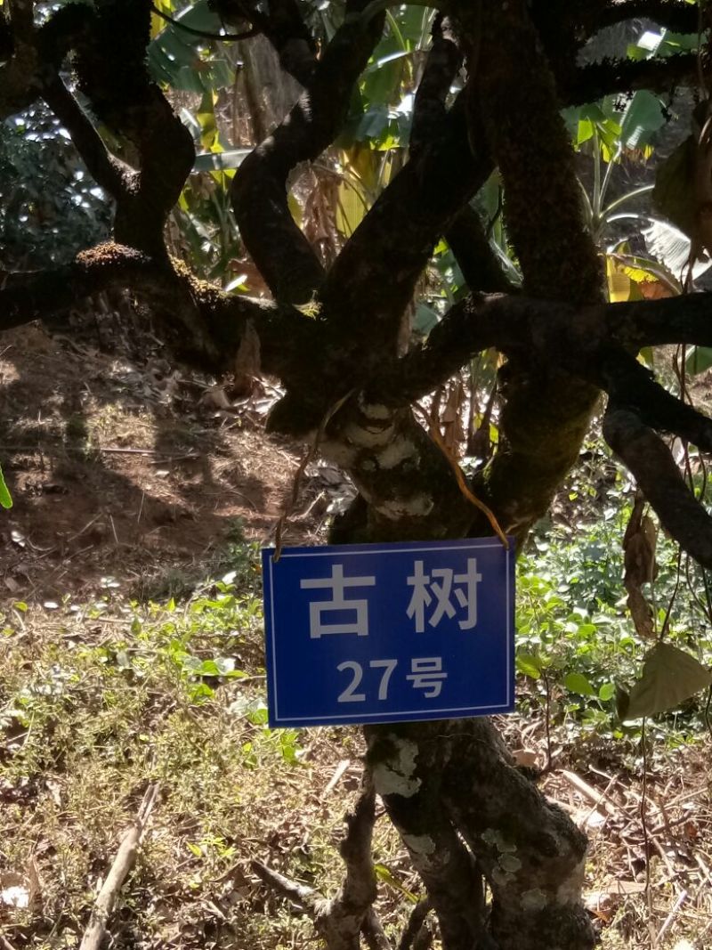 独腊山古树普洱生茶，250克饼