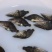 鳜鱼鱼苗5公分翘嘴鳜桂花鱼苗