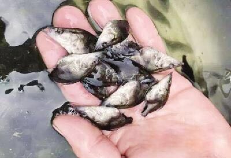 鳜鱼鱼苗5公分翘嘴鳜桂花鱼苗