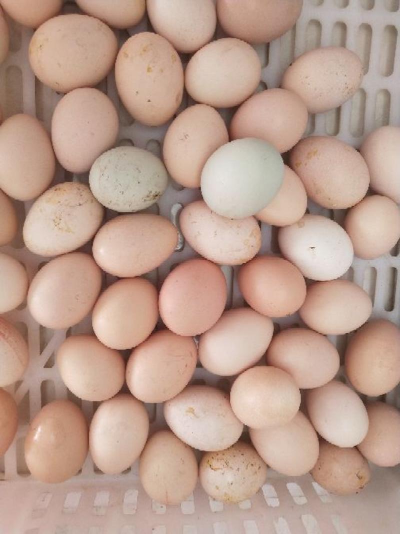 土鸡蛋40~50g食用