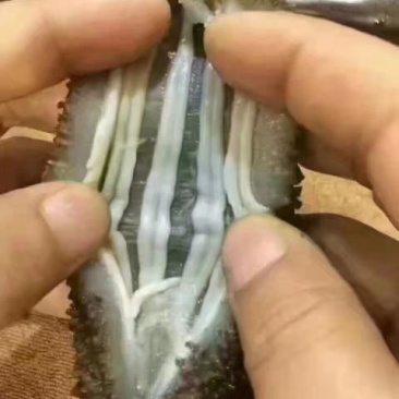 干海参