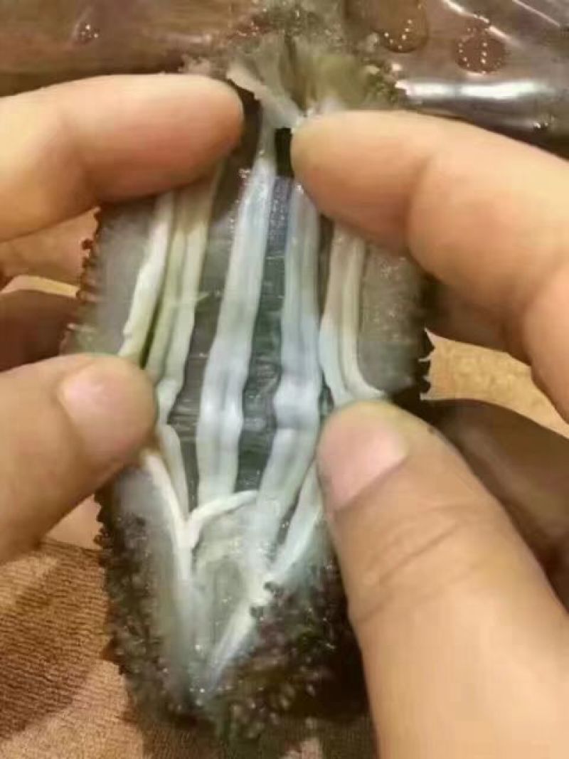 干海参