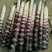 广西黑皮甘蔗种子，，产地直供，量大从优代发全国。