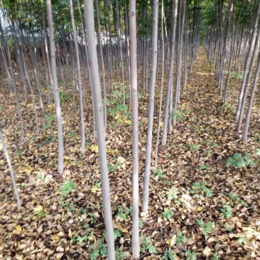 秋花栾树3公分栾树