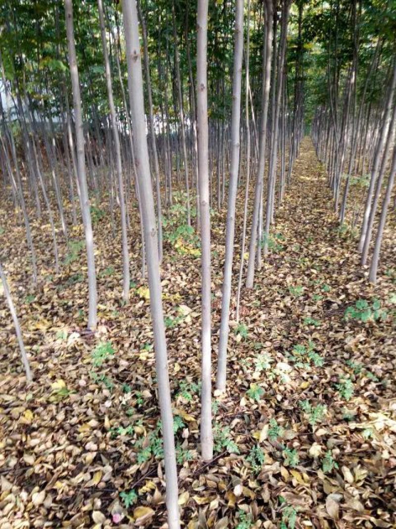 秋花栾树3公分栾树