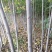 秋花栾树3公分栾树