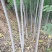 秋花栾树3公分栾树