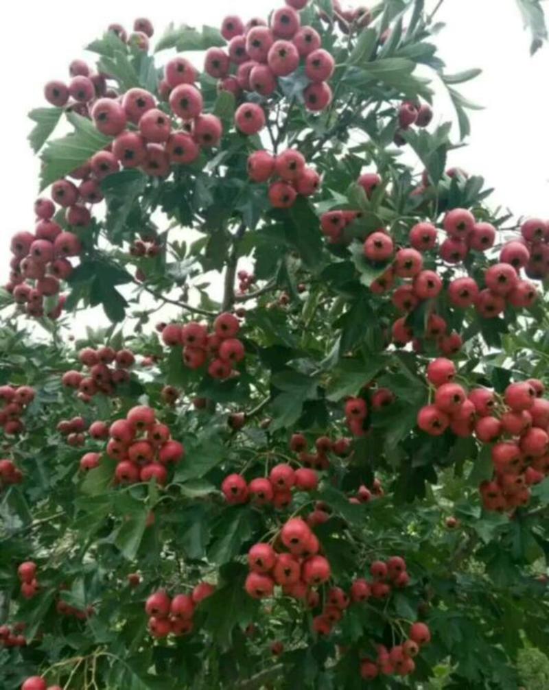 大果山楂苗，大金星山楂苗，现挖现发货，保湿邮寄