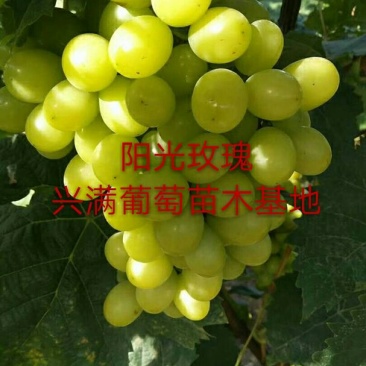 阳光玫瑰葡萄苗1年苗30~50cm，基地直发价格实惠