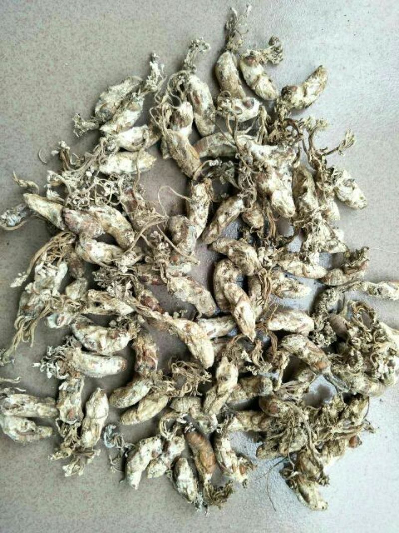 野生，金蝉花，蝉花，金蝉死了开的花