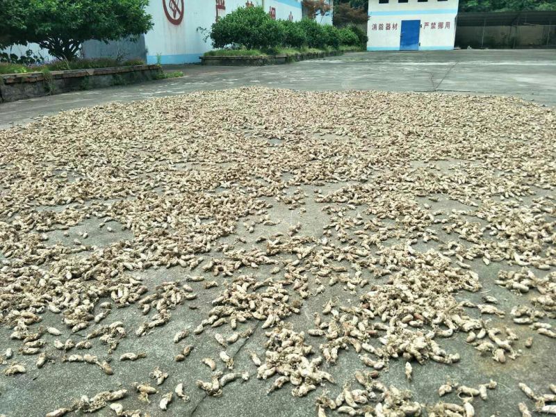 野生，金蝉花，蝉花，金蝉死了开的花