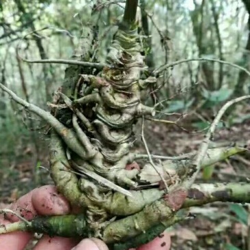 来自深山的手工采摘三七，各种品类，色泽鲜艳，珍品出售中