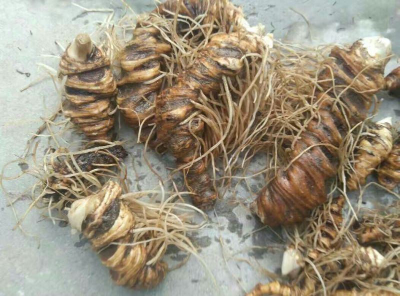 重楼，鲜货，统个！华重楼高！干货滇重楼，七叶一枝花，
