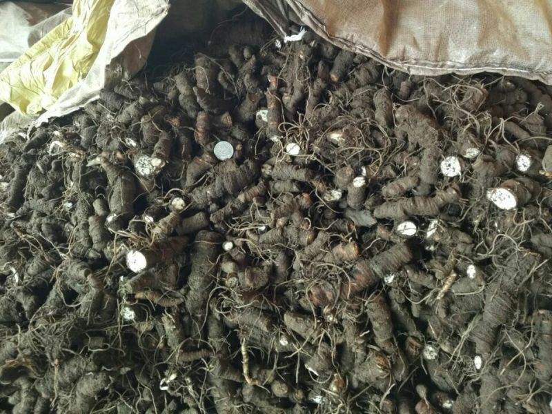 重楼，鲜货，统个！华重楼高！干货滇重楼，七叶一枝花，