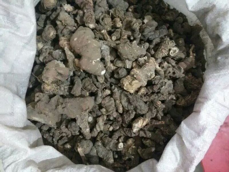 重楼，鲜货，统个！华重楼高！干货滇重楼，七叶一枝花，