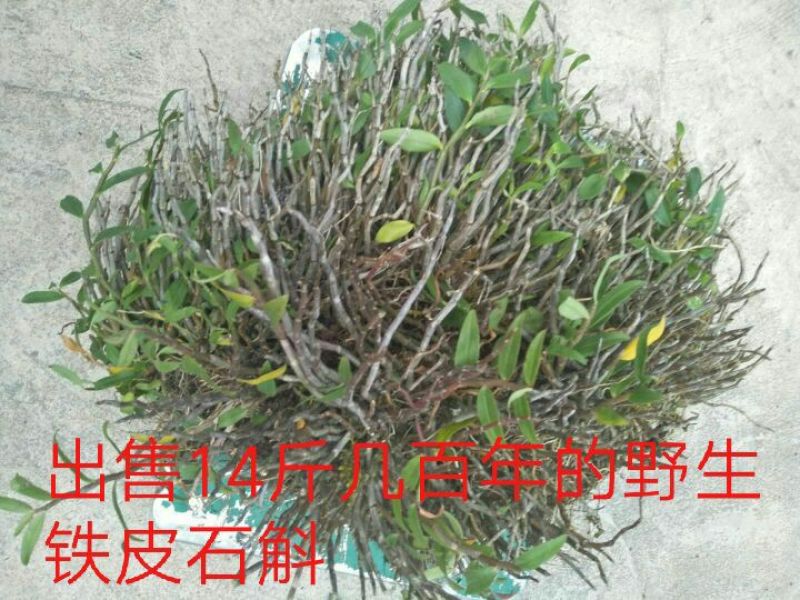 铁皮石斛！曲经！鲜条