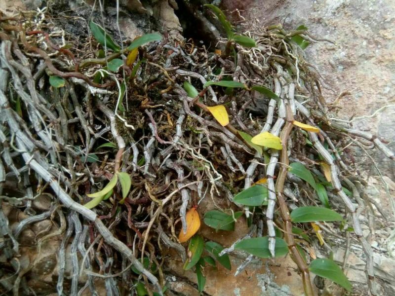 铁皮石斛！曲经！鲜条