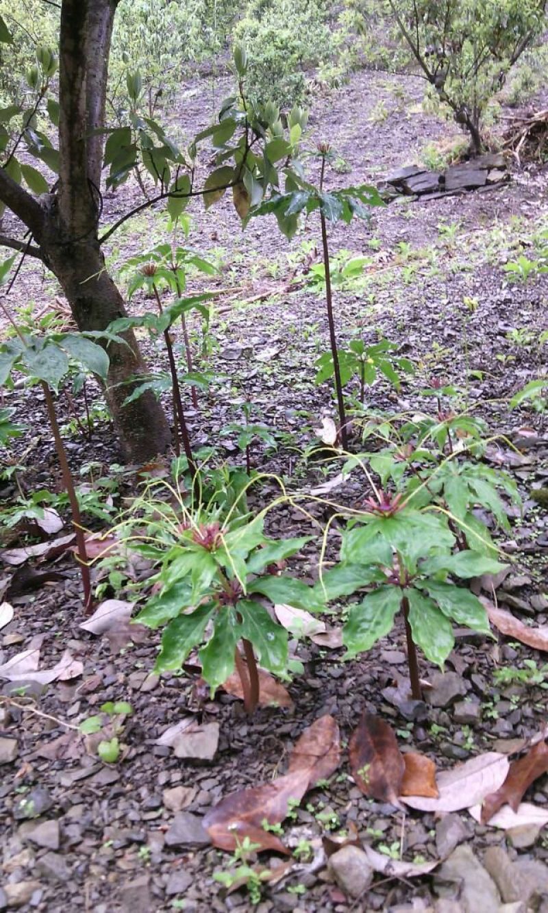 华重楼！七叶一支花！统货