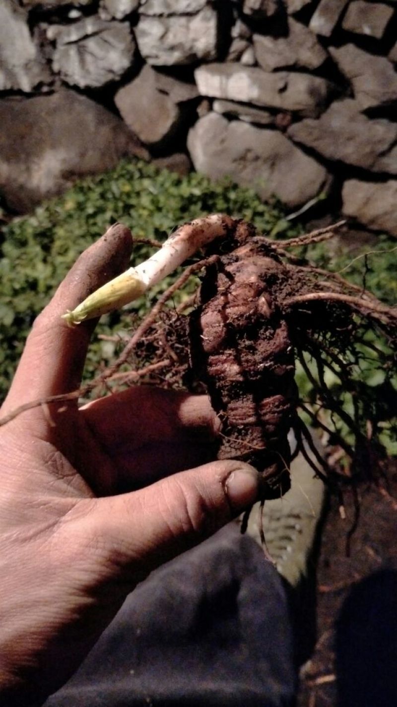 华重楼！七叶一支花！统货