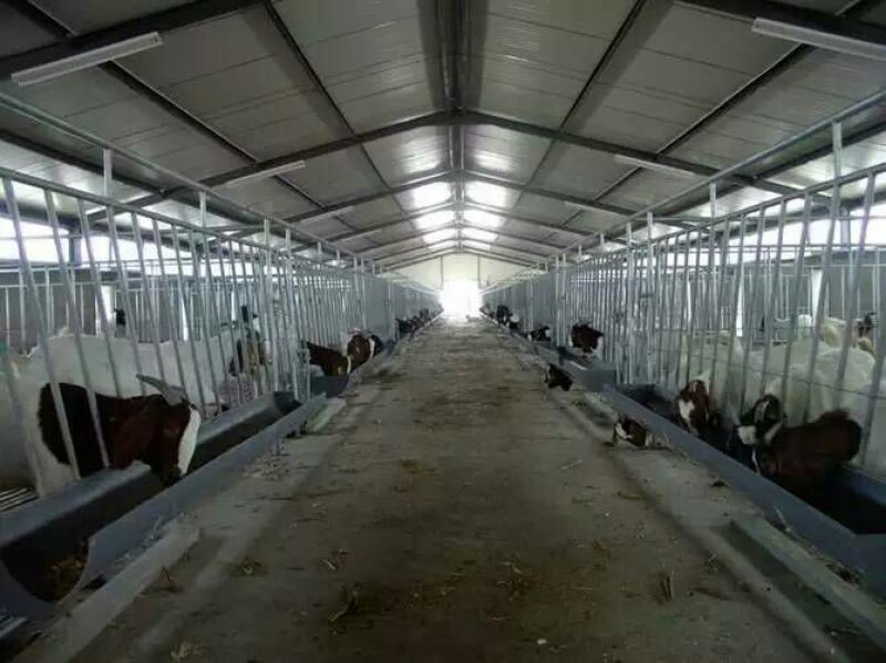 波尔山羊包成活率养殖技术，免费送货，货到付款