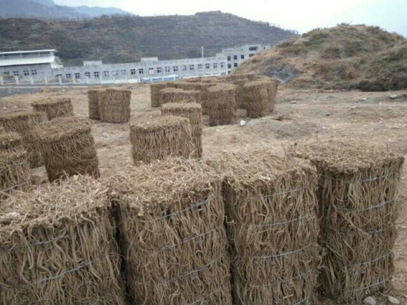 牛膝川牛膝全球甜牛膝之乡乐山