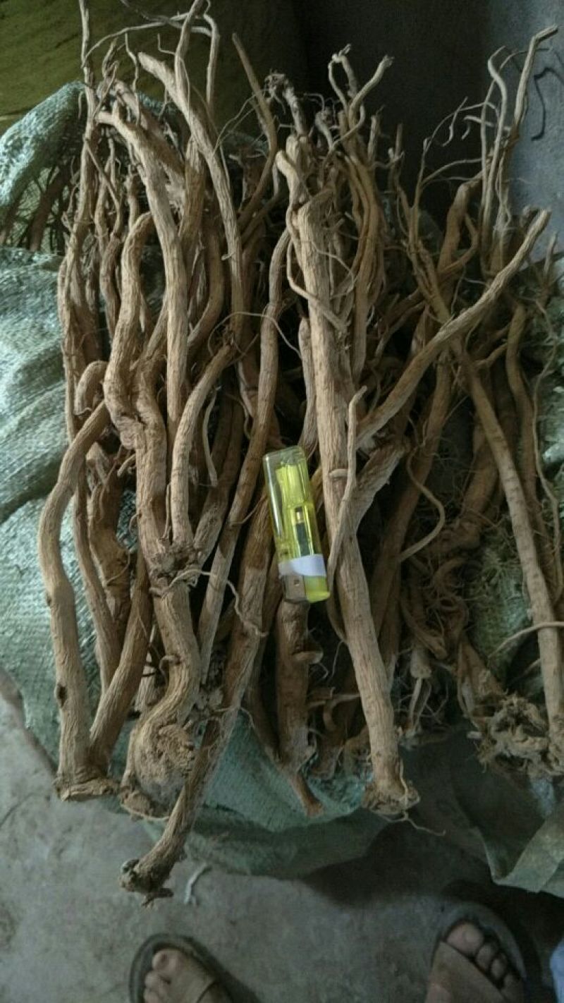 牛膝川牛膝全球甜牛膝之乡乐山