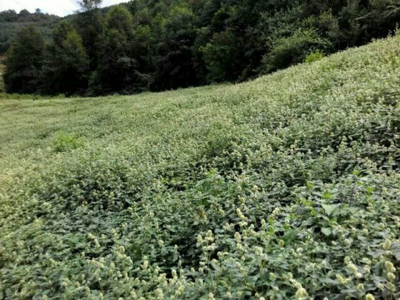 牛膝川牛膝全球甜牛膝之乡乐山