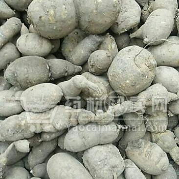 金果榄！青牛胆！地苦胆，