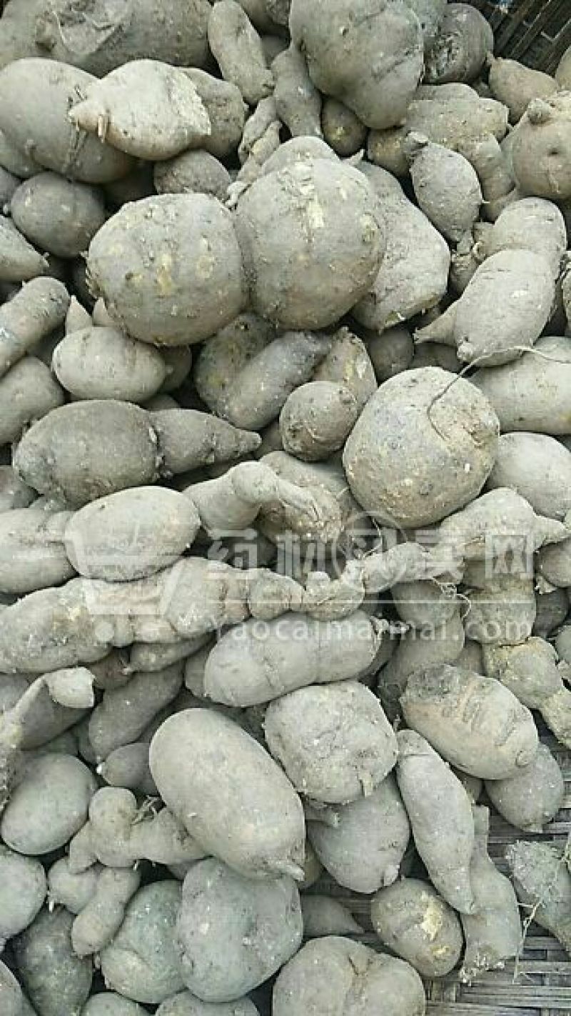 金果榄！青牛胆！地苦胆，