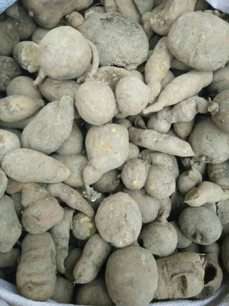 金果榄！青牛胆！地苦胆，