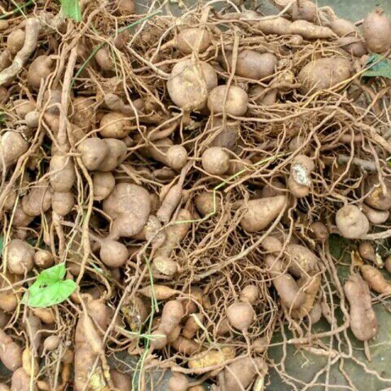 金果榄！青牛胆！地苦胆，