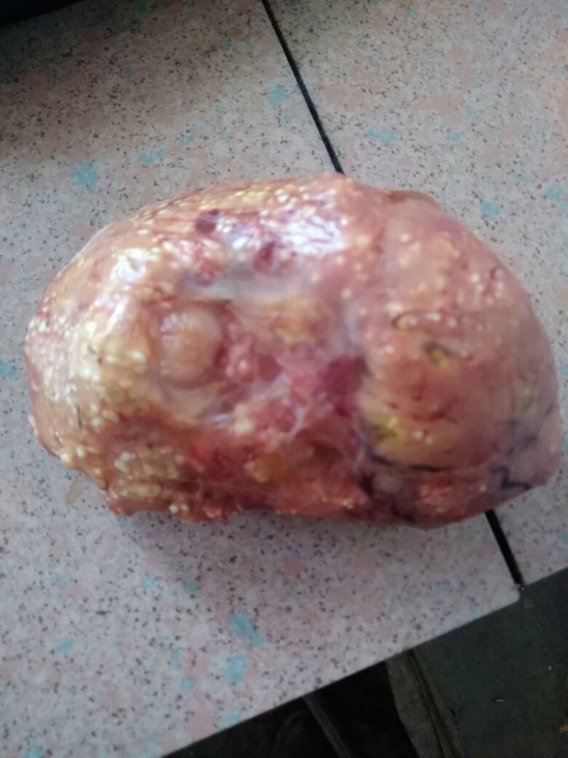 鸡宝