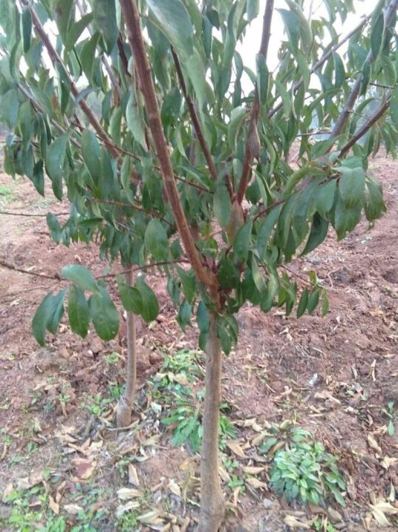 李子树4cm以下10~20cm