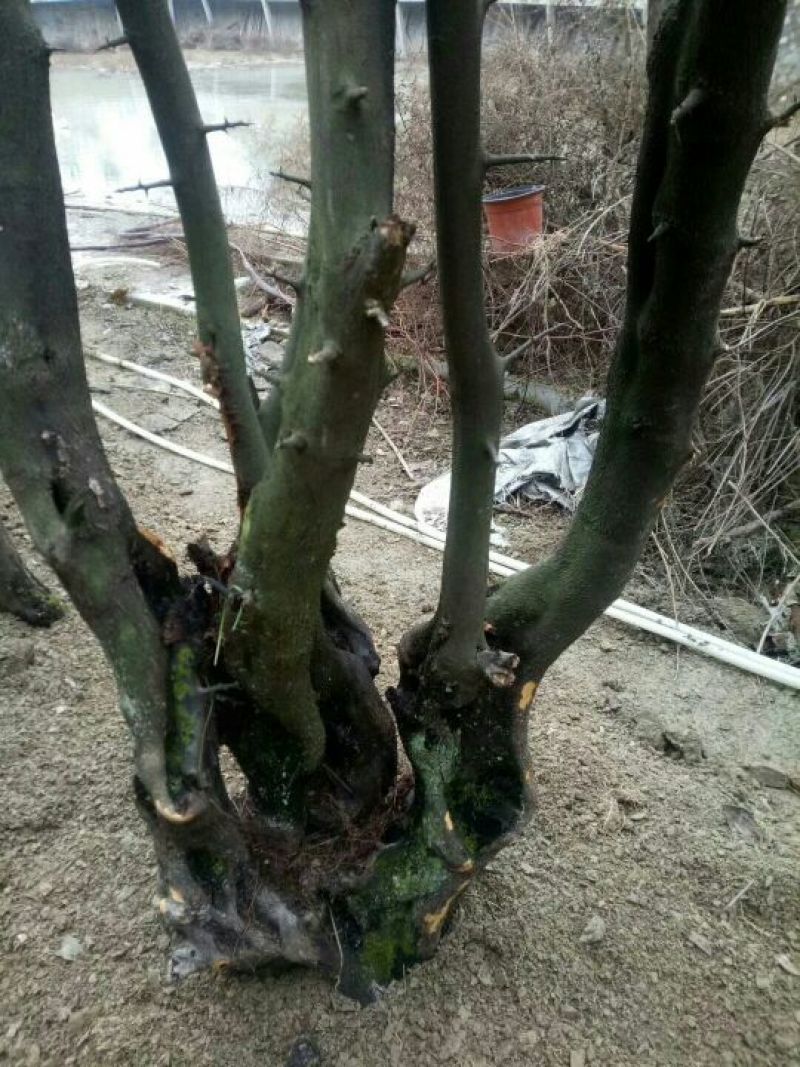 金弹子树桩