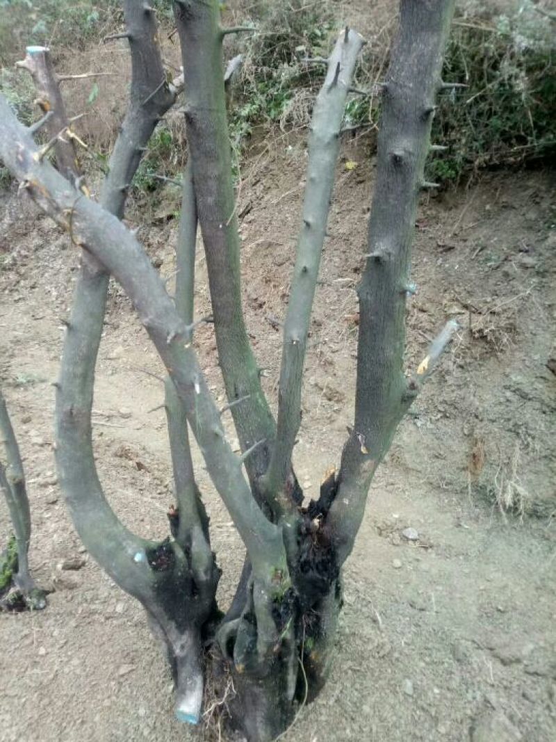金弹子树桩