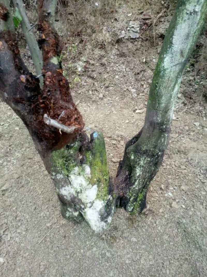 金弹子树桩