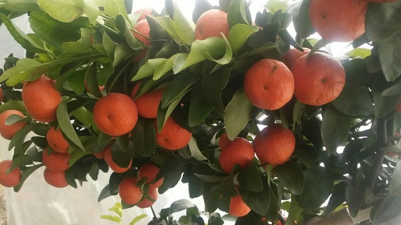 沙糖桔桂林大量上市，色泽红润，味纯正清甜无渣！