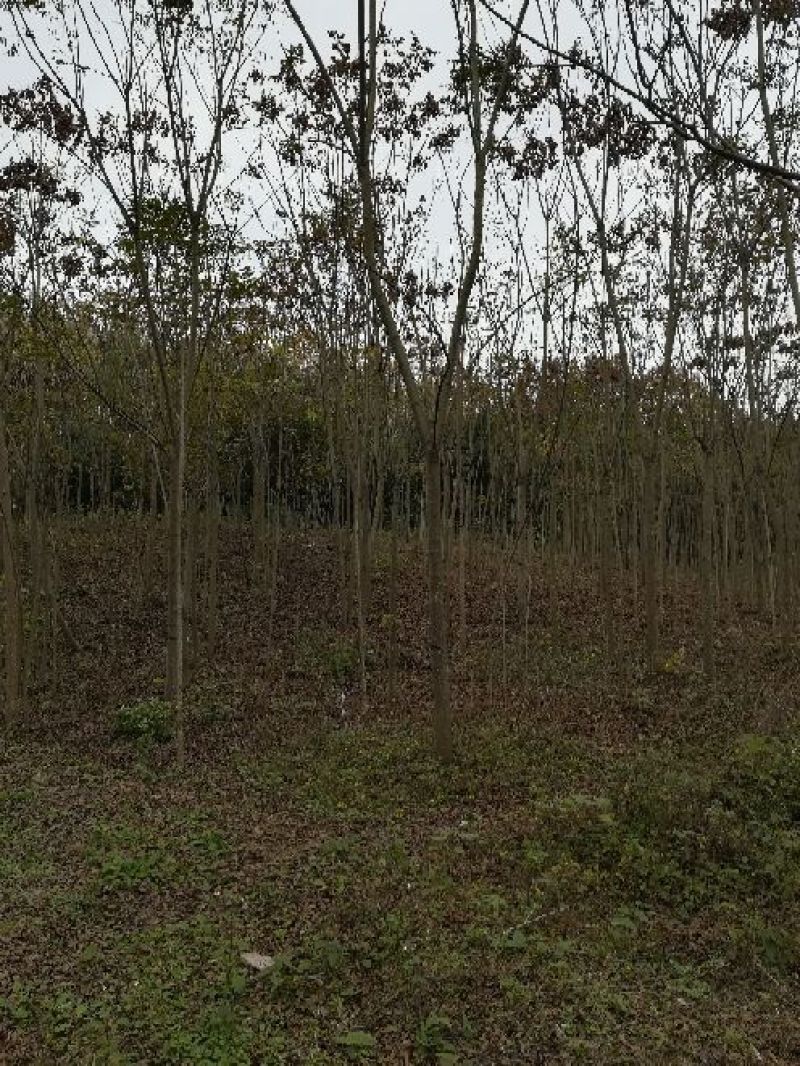 栾树16~18cm12~14cm4米以上