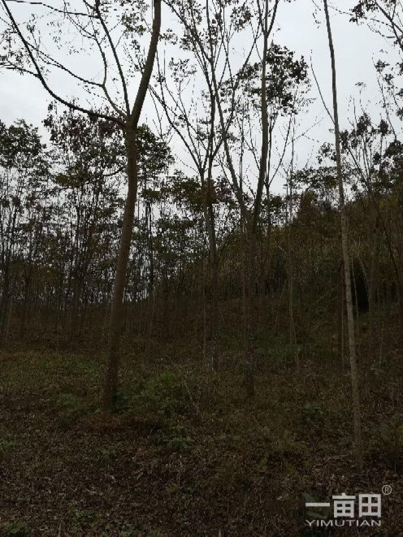 栾树16~18cm12~14cm4米以上