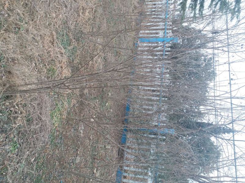 垂柳6~8cm10~12cm3.5~4米