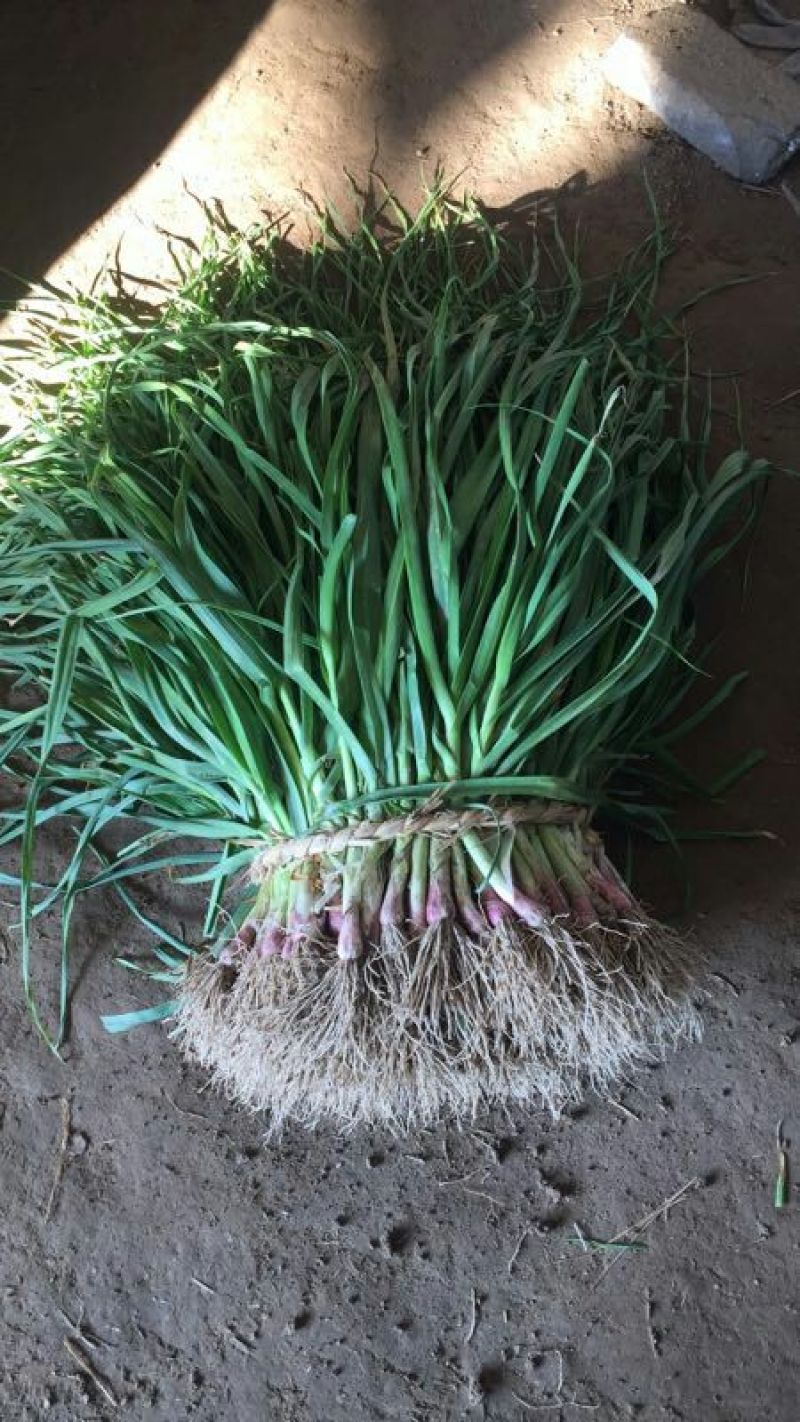红根蒜苗45~50cm