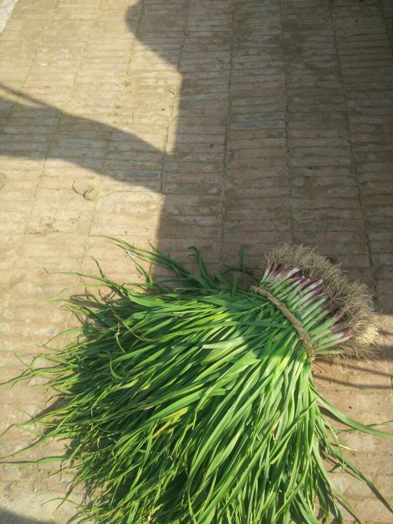 红根蒜苗45~50cm