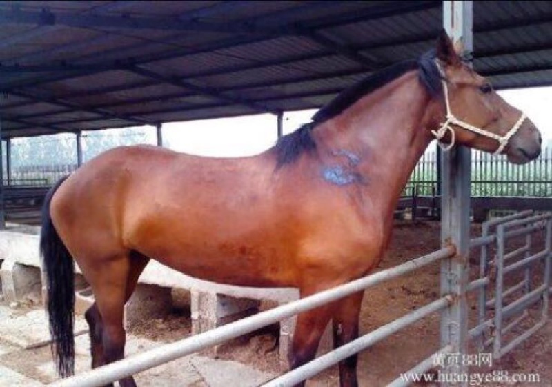 肉马200~300kg