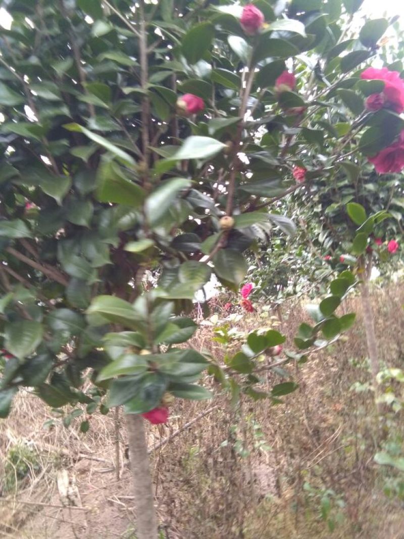 茶花树140cm以上