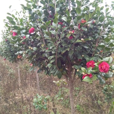 茶花树140cm以上