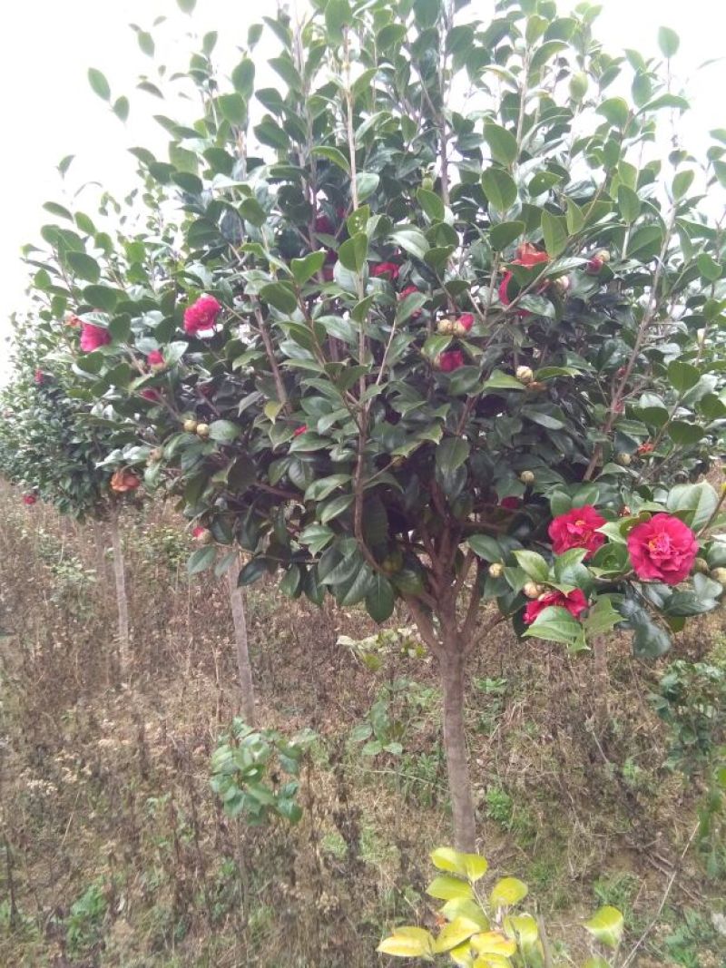 茶花树140cm以上