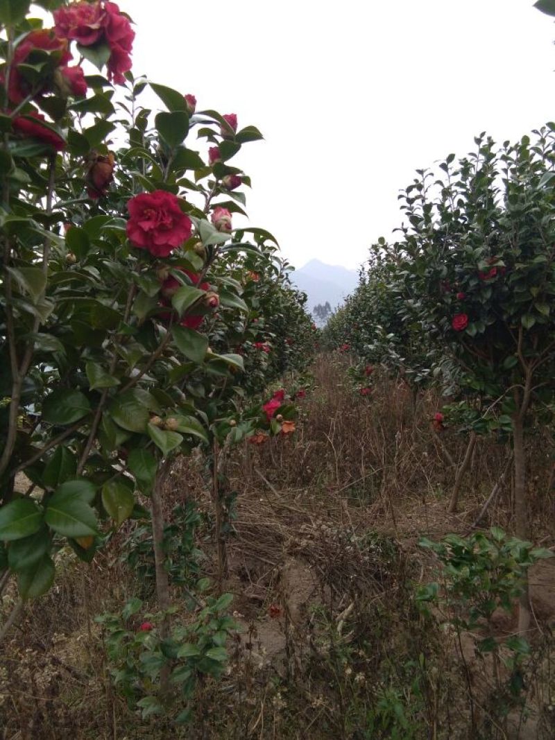 茶花树140cm以上