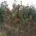 茶花树140cm以上