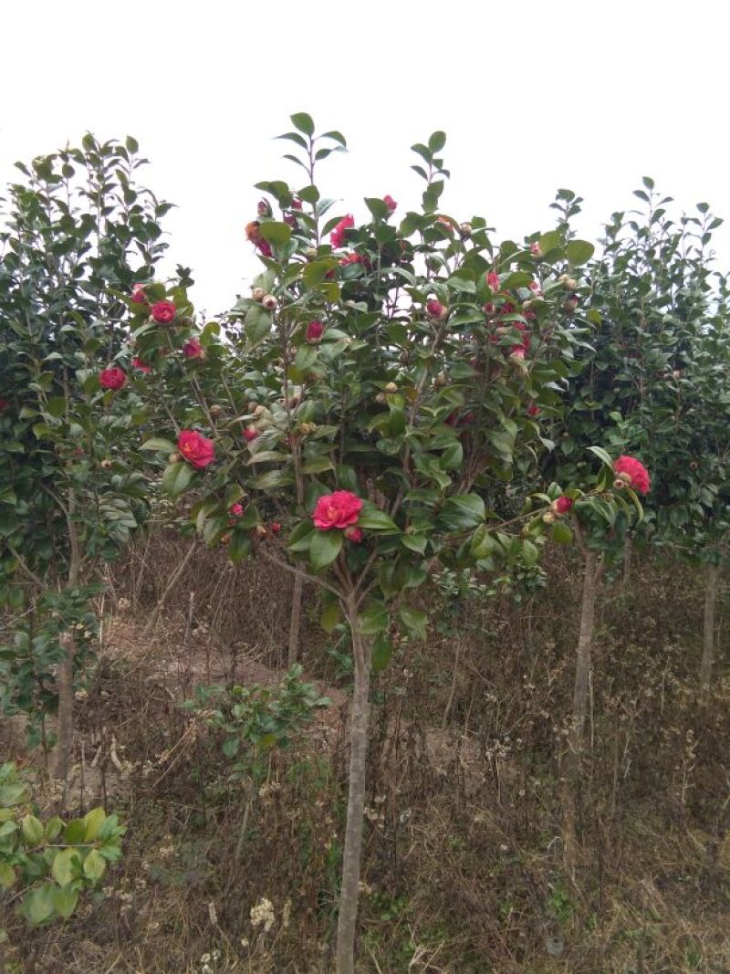 茶花树140cm以上
