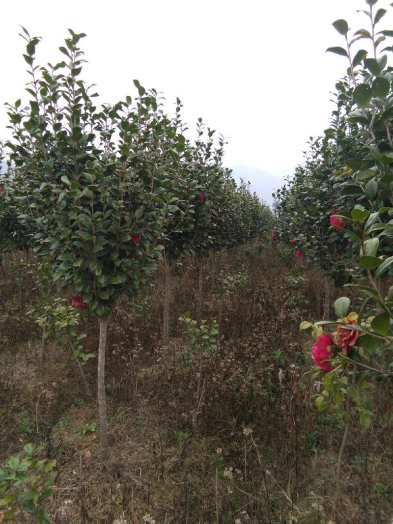 茶花树140cm以上